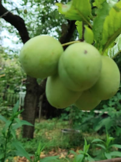 A close-up, horizontal, eye-level shot shows a cluster of unripe green plums hanging from a tree branch. The plums are round and smooth, with some showing faint reddish-brown spots. The background is a blur of green foliage, tree trunks, and a hint of a cloudy sky. The overall scene suggests an outdoor setting in a natural environment, likely a garden or orchard. There are no people or animals visible in the image. The image quality is slightly grainy, typical of a smartphone photograph. The setting is implied to be in the city of Znamenskiy, Russia, though there are no specific landmarks to confirm this.