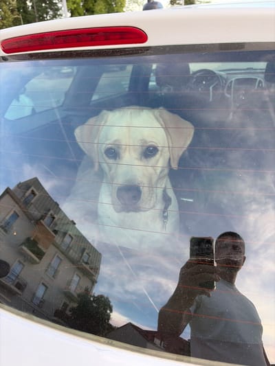 A light-colored dog with dark eyes and floppy ears is looking out of the rear window of a white vehicle. The dog's head and shoulders are visible. The interior of the vehicle is dimly lit, but the steering wheel and dashboard are faintly discernible. Reflections on the window obscure parts of the interior and include a blurred image of a multi-story building with balconies, trees, and the sky. In the foreground, a person's reflection is visible, holding a smartphone and taking a picture of themselves. The scene appears to be outdoors, possibly in a city, given the building's presence. The overall impression is a candid snapshot taken from the exterior of the vehicle.