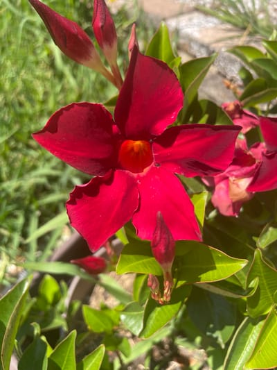 The image shows a close-up of a red Mandevilla flower with five petals and a yellow center. Several flower buds in various stages of development are also visible, along with green leaves and a blurry background of grass and a stone pathway. The lighting suggests it is daytime, likely outdoors. There is no indication of this scene being in Albergaria-a-Velha, Portugal.