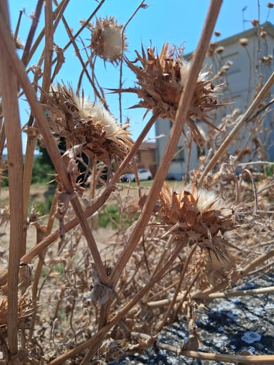 This media file is a close-up, high-angle photograph of dried thistles against a bright blue sky. The thistles are predominantly brown and dry, with some white, fluffy seed heads visible in the center of some of the flower heads. The spiky texture of the dried thistles is a prominent feature, with sharp points extending outwards. The stems are thin and brittle, crisscrossing the frame. In the background, out of focus, is a building with a light-colored roof and a darker facade, suggesting an outdoor, possibly rural or semi-rural setting. The lighting indicates it is daytime, likely with bright sunlight given the clear blue sky. The overall impression is one of a natural, weathered scene, perhaps in late summer or autumn when the plants have gone to seed. No people or animals are visible. The location is Colorno, Italy, which aligns with the Mediterranean vegetation suggested by the thistles.