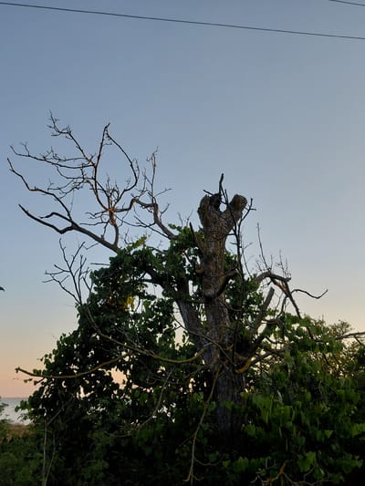 A dead tree with a thick, gnarled trunk stands against a pale blue sky at sunset. The upper branches of the tree are bare and stark, while the lower portion is covered in lush green leaves. The tree appears to be located in an outdoor, natural setting, possibly near water as a faint horizon line is visible in the distance. A thin black wire stretches horizontally across the top of the image. There are no people or animals visible in the scene. The lighting suggests it is late evening. The image was taken in Vasylivka, Ukraine.
