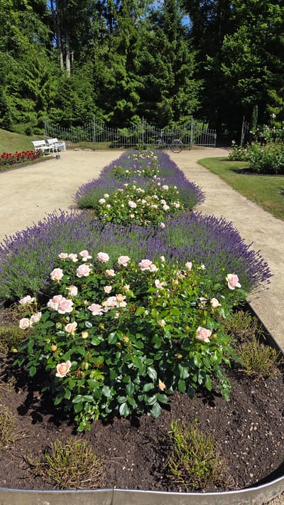 The image shows a park path lined with rows of lavender bushes and pink roses. In the background, there are white benches and a black bicycle parked near a metal fence. Lush green trees form a dense backdrop. The scene is set in the city of Palanga, Lithuania.