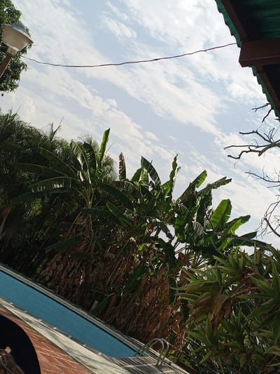 The image shows a scene in Los Leoncitos, Venezuela. A swimming pool with blue tiles and a ladder is visible in the foreground, surrounded by a brick patio. Lush vegetation, including banana trees and other tropical plants, flanks the pool area. Overhead, a sky filled with streaky white clouds is partially obscured by tree branches and the edge of a green-roofed structure, possibly a pergola or the overhang of a building. A lamppost is situated on the left edge. A thin wire stretches across the upper part of the image. The photograph is taken from a tilted perspective.