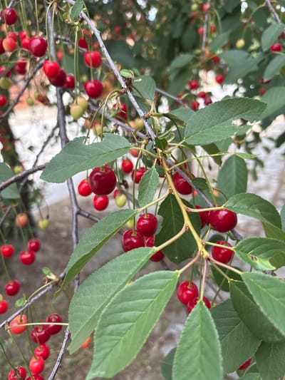 This media file depicts a close-up view of a cherry tree branch laden with ripe, red cherries. The cherries are small, round, and glossy, with some appearing darker red than others. They are clustered together on thin stems, some accompanied by green leaves. The leaves are elongated and serrated, with visible veins. The branches are slender and brown, with some fine hairs visible.
The scene is outdoors, suggesting a natural setting. The background is blurred, with hints of a textured, light-colored surface, possibly a wall or building, and further foliage. The lighting appears to be natural daylight, as indicated by the bright illumination of the cherries and leaves. There are no people visible in the frame. The focus is solely on the cherries and the tree.
The overall impression is one of abundance and ripeness, suggesting a fruit-bearing season. The image is likely taken in Strelcha, Bulgaria, given the provided location context, a region known for its agriculture, including cherry cultivation. The time of day is not explicitly determinable, but the bright light suggests daytime. There is no visible text in the image.