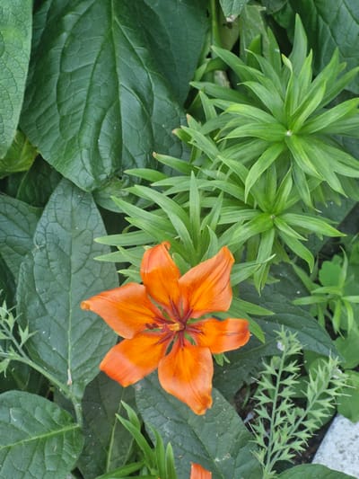 This is a close-up, top-down shot of an orange lily flower in full bloom, set against a backdrop of lush green foliage. The flower's petals are a vibrant orange with darker, reddish-brown accents towards the center, and its stamen are prominently visible. The surrounding leaves are a deep green, with some showing a textured, almost crinkled surface, while others are long and slender, forming a star-like pattern. The lighting suggests an outdoor setting, likely in a garden or natural environment. There is no visible indication of human presence or urban elements, and therefore no specific location within Kokshetau, Kazakhstan can be inferred.