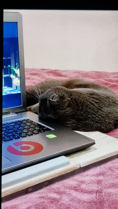 The image depicts a domestic indoor scene. A dark gray cat is sleeping curled up on a laptop, which is placed on a wooden lap desk. The lap desk is positioned on a pink, textured surface, likely a blanket or bedspread. The laptop screen is visible, displaying a blue background with some green shapes. The keyboard of the laptop is also visible, with a red Beats logo sticker on the palm rest. The background wall is a neutral, light color. The overall impression is one of comfort and relaxation. There is no indication of the image being located in Vysokoe, Russia, or any specific city for that matter.