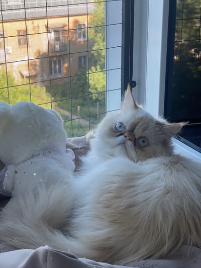 A cream-colored Himalayan cat with bright blue eyes is resting on a window sill. The cat is positioned to the right of the frame, facing left with its body mostly obscured by its fluffy fur. In front of the cat, to the left, is a white, plush toy bear with a white lace ribbon adorned with gold stars. The window is covered by a mesh screen, behind which a multi-story brick building with windows and trees is visible. The scene appears to be an interior view looking out from an apartment in the city of Ivanovo, Russia.
