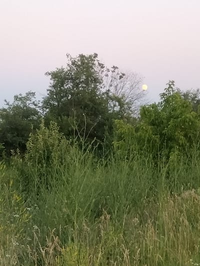 This media file captures a serene outdoor scene, likely at dusk or dawn, given the soft, diffused light bathing the sky in pastel hues of pink and pale blue. The foreground is dominated by a dense field of tall, green grass, interspersed with dry, straw-colored stalks and a few delicate white wildflowers. The grasses sway gently, suggesting a light breeze.
Behind the field, a line of lush green trees forms a natural backdrop. The foliage is thick and varied, with some trees appearing leafy and vibrant while others, particularly in the middle ground, are more sparse and bare, with visible branches.
In the upper right quadrant of the image, a pale yellow, full moon is visible, peeking through a gap in the trees. Its gentle glow is subtle against the twilight sky. The overall mood is peaceful and natural, evoking a sense of quiet contemplation. There is no visible text in the image. The location context provided is Zherebkove, Ukraine.