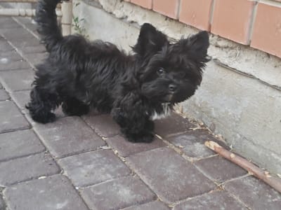 A black, fluffy dog, possibly a Shih Tzu mix, stands on a brick-paved walkway next to a building with a brick facade. The dog is facing right, with its tail curled upwards. There is a thin stick lying on the ground to the right of the dog. The environment suggests an outdoor setting in a city, possibly Podstepki, Russia, with the building and walkway indicating an urban or suburban area. The lighting suggests daytime.