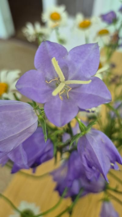The image shows a close-up of a bouquet of purple bellflowers and white daisies with yellow centers. The flowers are arranged in a way that suggests they are in a vase or natural setting. The background is blurred, but appears to be a light-colored surface with hints of green foliage. The lighting is soft and natural, highlighting the delicate textures and colors of the flowers. The scene is likely a decorative arrangement, possibly in a home or garden. There are no people or specific landmarks visible that would indicate a location within the city of Sterlitamak, Russia. The image focuses entirely on the botanical subjects.