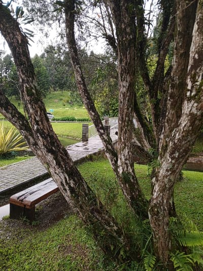 The image depicts a serene, lush green landscape, likely a park or garden, observed through a screen of several tree trunks in the foreground. The setting suggests a tropical or subtropical environment, consistent with Khe Sanh Commune, Vietnam.
Multiple thick tree trunks, covered in textured, mottled bark with patches of moss and lichen, dominate the immediate foreground and midground, framing the scene. At their base, various green plants and ferns grow, adding to the dense vegetation.
In the lower-left, a rustic wooden bench, appearing wet from recent rain, rests on a paved pathway made of interlocking grey stones. This pathway runs alongside a narrow body of water, possibly a stream or canal, whose surface reflects the overcast sky. Further back, a white-railed bridge spans this water channel, connecting the paved area to a gently sloping grassy hill dotted with trees in the distance. A light-colored car is partially visible on the far side of the water, near the base of the hill. A small, dark shape, possibly a person or child, is discernible behind the bridge's white railing on the far side.
The overall atmosphere is tranquil and fresh, marked by an overcast sky and wet surfaces, indicating recent rainfall. The lighting is diffused, suggesting daytime without direct sunlight. Aside from the natural elements and human-made structures, no visible text is present in the scene.