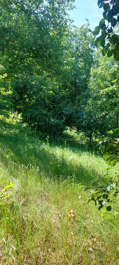 The image depicts a sunlit meadow with tall green grass, interspersed with sparse small white flowers and some dried leaves. Dense trees with vibrant green foliage form a backdrop, creating a shaded area within the forest. The sky is visible through the canopy, appearing clear and blue. The scene is situated in an outdoor natural environment, likely a park or wooded area in Cherepynka, Ukraine. There are no people or animals present. The lighting suggests it is daytime, with sunlight casting shadows through the trees onto the grass. A thin, dark horizontal line, possibly a wire or branch, is visible across the middle ground of the image.
