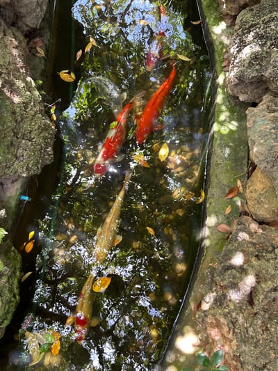 This is an overhead shot of a koi pond in Prachuap Khiri Khan, Thailand. The pond is surrounded by large, rough-textured rocks covered in moss and lichen. Fallen leaves are scattered on the rocks and floating on the water's surface. Sunlight filters through the leaves of overhanging trees, creating dappled patterns on the water.

Several koi fish are swimming in the clear water, which has a rocky bottom. The fish vary in color, with at least two being bright orange and white, and one appearing to be a pale golden color. The fish are the primary subjects, and their movement through the water is the main activity. The scene suggests a tranquil, natural environment. The time of day appears to be daytime, with bright sunlight. There are no people or visible text in the image.