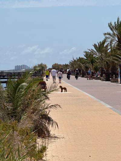 The image shows a pedestrian walkway along a body of water, likely a marina or coastline, in San Pedro del Pinatar, Spain. The walkway is paved with light brown square tiles and bordered by a darker paved area. On the left side of the walkway, there is lush green vegetation, including palm fronds and dry grasses. In the background, a wooden pier extends over the water, with a few buildings visible on the distant shore.

Several people are present on the walkway. In the foreground, a small, light brown poodle stands on the pavement, facing left. Further down the walkway, a group of people are walking and cycling. One person in a yellow shirt is walking towards the viewer, followed by others in white shirts and shorts. On the right side of the walkway, a row of palm trees lines the path, with several people sitting and standing beneath them. Some individuals are on bicycles or electric scooters, and others are walking further down the promenade. The sky is light blue with scattered white clouds.