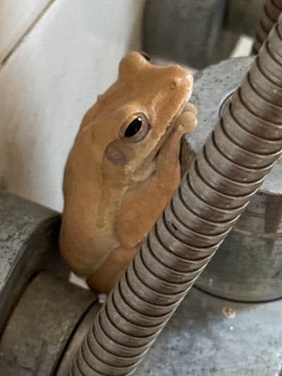 A light brown frog is perched on a metallic pipe, likely part of a plumbing fixture, in a bathroom. The frog's body is angled towards the viewer, with its forelimbs resting on the pipe. The background consists of a light-colored tiled wall and other plumbing elements. The scene is dimly lit, with the frog's eye reflecting the light. The image appears to have been taken in Goviyapana, Sri Lanka, a location known for its tropical climate where such amphibians are common. The frog is a common species, likely a tree frog, adapted to humid environments. The overall setting suggests a domestic or public facility bathroom where moisture levels are high, providing a suitable habitat for the amphibian.