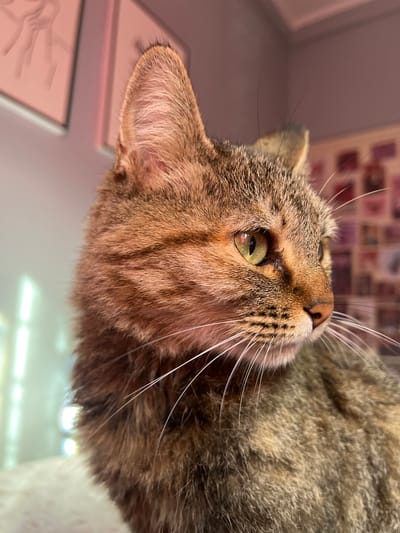 A close-up, low-angle shot of a brown tabby cat. The cat is positioned in the foreground, looking upwards toward the camera. The cat's eye is visible, with a green iris. The cat's fur is short, brown, and tabby-patterned. The background is blurred and features posters and what appear to be pictures. The location in San Fernando del Valle de Catamarca, Argentina, is not discernible from the image.