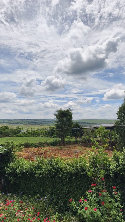 The image depicts a pastoral landscape under a cloudy sky, likely situated in Ia Hru, Vietnam. In the foreground, a neatly trimmed green hedge separates a patch of blooming red and purple flowers from the rest of the scene. Beyond the hedge, a brown, tilled field is visible, with a solitary, mature tree standing prominently in the middle ground. Further back, a vast expanse of green fields stretches towards a treeline, suggesting agricultural activity. A low-lying structure, possibly a greenhouse or shelter, with metal framing, is present to the right of the central tree. The horizon is marked by rolling hills and a hazy, distant landscape. The overall impression is one of rural tranquility, with a mix of cultivated land and natural vegetation.