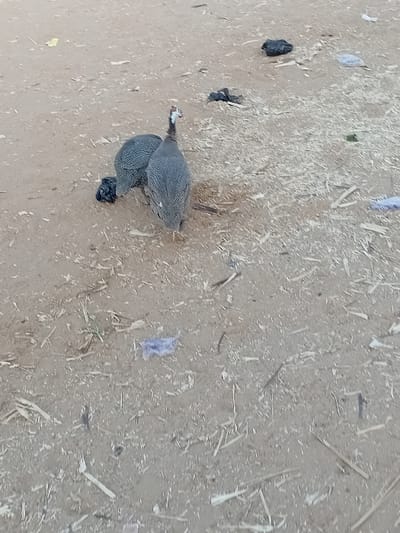 This image depicts two helmeted guineafowl on a dry, dirt-laden ground surface in Ayama, Nigeria. The ground is light brown and appears dusty, with numerous small fragments of dried plant matter, wood splinters, and scattered debris. Two dark, crumpled plastic bags are visible in the mid-ground, along with smaller pieces of translucent plastic. One guineafowl is positioned in the lower center, facing away from the viewer, its speckled grey and white plumage clearly visible, with its head turned slightly to the left. The second guineafowl is partially obscured behind and to the left of the first, appearing to forage or peck at the ground near a dark plastic object. The birds are stationary or moving slowly across the littered terrain.
