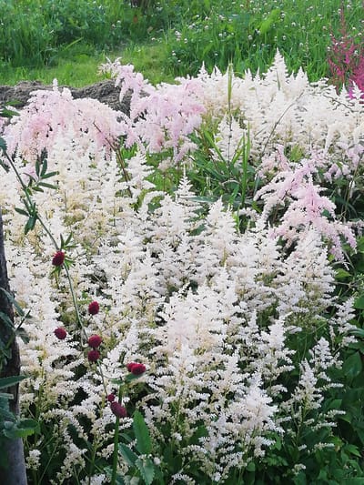 The image depicts a lush garden scene at the edge of a wooded area. The foreground is dominated by a dense cluster of white Astilbe flowers, with hints of pale pink Astilbe interspersed. The flowers form feathery plumes and create a soft, textured appearance. In the mid-ground, the foliage of green plants and grass is visible, along with a dark, earthy mound. To the right, a few spikes of bright pink Astilbe are also present. Several dark red, spherical flower buds hang from thin stems in the lower left and center of the frame, adding a contrasting splash of color. A thick, dark tree trunk is partially visible on the far left. The overall impression is one of natural beauty and abundant growth. The location is identified as the Новапагосцкі сельскі Савет in Belarus. There are no people or animals present in the image.