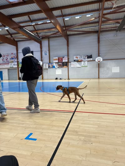 The image depicts an interior view of a gymnasium or sports hall in Sennecey-le-Grand, France. The flooring is light-colored wood with black, red, and blue court markings, including a large blue painted area in the background-left and a blue 'L' shape marked on the foreground-left. The walls are light grey, with corrugated metal paneling above, and numerous advertisements and signs, many in French, are affixed to them. A basketball hoop with a white backboard is visible on the right wall. The ceiling features exposed wooden beams and fluorescent lighting fixtures.
In the midground, a person is walking away from the camera, wearing a dark hooded jacket with a light fleece lining, grey sweatpants, and white sneakers. They are carrying a black backpack with red accents. To their right, a medium-sized, fawn-colored dog, possibly a Boxer, is walking towards the right, wearing a light blue harness. Its tongue is visible, indicating panting. Partially visible on the far left are the lower legs and feet of another individual, wearing light-colored jeans and shoes. A dark garment or object is visible at the very bottom-center of the frame. In the background, on the blue court area, a pair of dark shoes is visible on the floor.