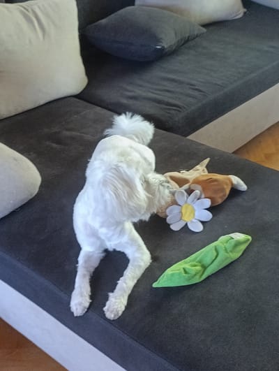 The image shows a white dog lying on its belly on a dark gray sofa. The dog's hind legs are splayed out, and its head is down. A small stuffed toy, shaped like a brown and white animal with a flower accessory, is next to the dog. Another green, elongated stuffed toy is also on the sofa to the right of the dog. The sofa has light-colored pillows on the left and dark gray pillows on the back. The setting appears to be indoors, likely a living room. The image does not provide any information about the city of Razgrad, Bulgaria.