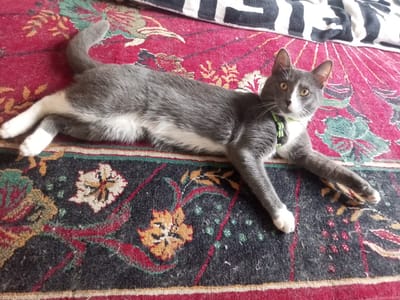 A grey and white cat is lying on a patterned rug. The cat is facing towards the camera, with its head slightly tilted. Its eyes are open and are a light yellow color. The cat is wearing a green collar. The rug has a dark background with a red and floral pattern. A black and white striped blanket is visible at the top of the image. The image appears to be taken indoors. There is no indication of the location being Vsevolozhsk, Russia.