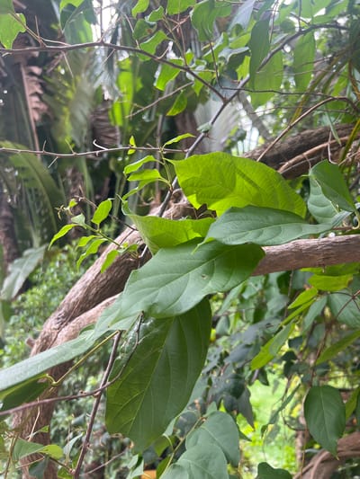 The image depicts a close-up view of lush green foliage and intertwining branches of a plant, likely in a tropical environment. The dominant elements are the large, textured green leaves and the rough bark of the branches. Some smaller, more delicate branches with sharp thorns are also visible. The background consists of blurred greenery, suggesting a dense natural setting such as a garden or forest. The lighting indicates an outdoor scene, possibly dappled sunlight filtering through the leaves. There are no people or discernible man-made objects in the frame, focusing solely on the natural elements of the plant life. The scene is static, with no apparent action or interaction occurring.