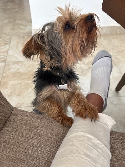 An indoor scene in the city of León, Mexico, depicts a small Yorkshire Terrier-type dog with multi-toned brown and black fur. The dog stands on its hind legs, resting its front paws on a human's forearm, which is wrapped in a white elastic bandage. The dog wears a dark collar with a white bone-shaped identification tag, and small pieces of dried plant material are present in the fur around its neck. The dog's head is tilted upwards, and its gaze is directed towards the upper right. A separate human leg, clad in a white athletic sock with grey and black accents, is visible further back. The environment consists of light-colored, patterned floor tiles, a plain white wall in the background, and a brown, textured upholstered furniture piece in the foreground, likely supporting the bandaged arm.
