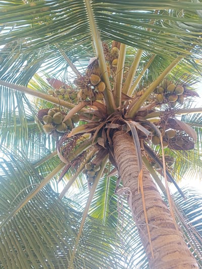 Looking up from the base of a coconut palm in Pedda Kammavaripalli, India, the image captures the textured trunk, radiating fronds, and heavy clusters of green coconuts. The tree's central stalk rises vertically, displaying a rough, segmented bark pattern. The fronds extend outwards, creating a dense, layered canopy against the bright sky. Green coconuts are densely packed and hang in bunches, appearing heavy and ripe. The angle provides a foreshortened perspective, emphasizing the height and density of the palm.