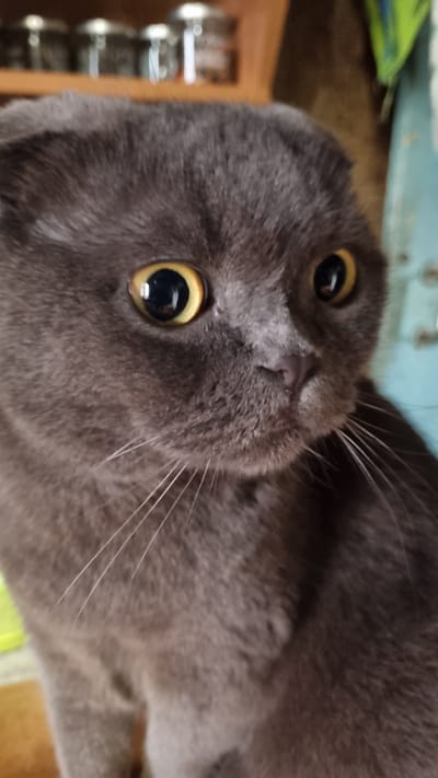 A close-up, indoor shot focuses on the face of a gray Scottish Fold cat. The cat's large, round, yellow-green eyes are wide open, with pupils dilated. Its ears are folded down, a characteristic of the breed. White whiskers fan out from its muzzle, and a small, pink nose is visible. The background is out of focus, showing hints of a wooden shelf with jars and a blurry blue surface. There is no indication of the city of Vysokoe, Russia, or any specific location within a city.
