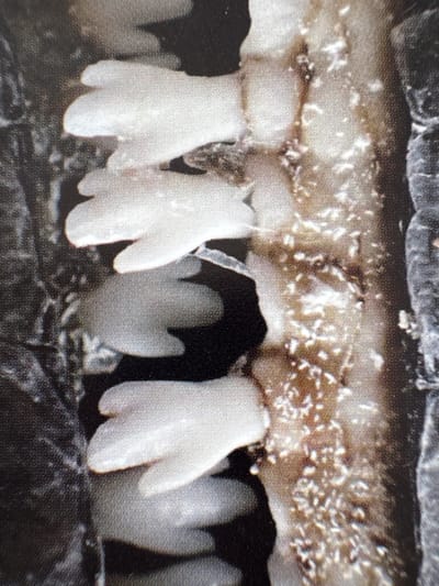 The image is a close-up, macro photograph of what appears to be a string of pearls or beads, each with a segmented, finger-like shape. The objects are predominantly white or very light in color and are arranged in a vertical line, appearing to be attached to a darker, textured surface. This surface is also visible to the right of the beads, showing a rough, granular texture with some iridescent or reflective highlights. The background is dark and out of focus, suggesting a shallow depth of field. There are no people, animals, or discernible environmental features of a city or landscape visible. The image does not provide any information that would allow for the identification of a specific location in Gandia, Spain.