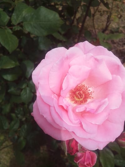 A close-up, eye-level, medium shot captures a vibrant pink rose in full bloom, its delicate petals unfurling around a cluster of stamens. The rose is the central subject, dominating the frame with its soft, layered texture and warm hue. Surrounding the rose, a dense background of dark green leaves provides a natural contrast, suggesting an outdoor garden setting. The lighting is soft, highlighting the subtle contours and translucent quality of the petals. The overall impression is one of natural beauty and tranquility. The image does not contain any identifiable people or specific landmarks that would indicate its location in Beylikdüzü, Turkey.