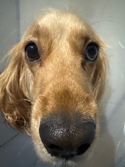 A close-up, head-on shot focuses on the face of a golden-colored dog wearing a clear plastic Elizabethan collar. The dog's eyes are dark and wide, with the left eye slightly more in focus than the right. Its nose is black and appears moist, with visible texture. The dog's fur is a warm golden-brown, with longer, wavy fur visible around its ears. The background consists of the ribbed texture of the collar and a soft, out-of-focus blue and white striped surface. The lighting is bright and appears to be coming from the front, creating highlights on the dog's nose. The image conveys a sense of direct engagement with the viewer, as if the dog is looking straight at the camera. The location of Kuyuki, Russia, is not depicted in this image.