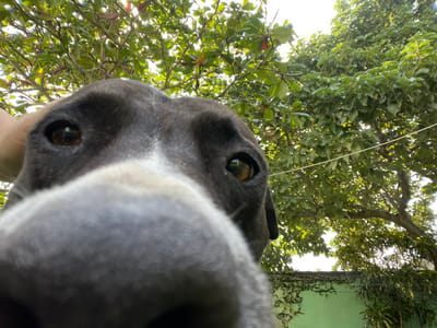 The image presents a close-up, low-angle view of a canine's face in an outdoor environment, identified as Coatzacoalcos, Mexico. The subject is a dog with dark grey fur and a prominent white blaze extending over its snout and between its eyes. Both eyes, light brown in color, are open and directed towards the camera. The dog's large, dark grey snout occupies the immediate foreground, intentionally out of focus due to its proximity to the lens. A human hand, light-skinned, is partially visible on the dog's left side, near its head, indicating physical interaction. The background features dense green foliage from tropical-like trees, with some small red fruit or berries visible in the upper left tree, all under bright daylight conditions. A section of a light green wall, partially covered by green climbing plants, is discernible in the lower right quadrant. A thin white horizontal line, possibly a wire or clothesline, traverses the upper-middle background.