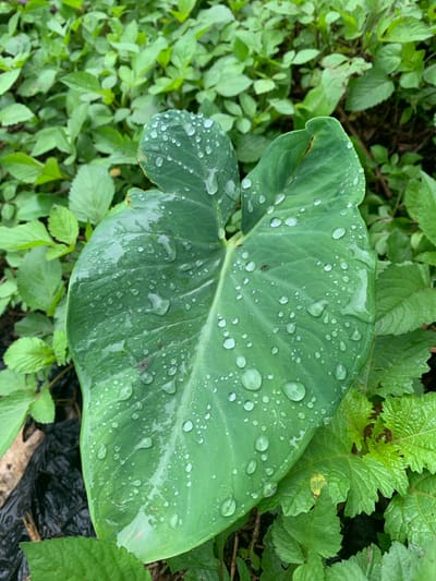 This media file captures a close-up, eye-level view of a large, heart-shaped green leaf adorned with numerous water droplets. The leaf appears to be from a plant like taro or elephant ear, characterized by its broad surface and prominent veins. The water droplets vary in size, from tiny specks to larger, more rounded shapes, some of which have merged together. The leaf's surface is glossy, reflecting the light and accentuating the water.
Surrounding the central leaf is a dense growth of smaller, green foliage. These surrounding plants have a different texture, with some displaying serrated edges. The overall impression is that of a lush, verdant environment, likely a garden or a natural area with abundant plant life. The lighting suggests it could be daytime, possibly after rain or during a misty period, given the prevalence of water on the leaves. The presence of water droplets and the rich green hues evoke a sense of freshness and nature's vitality. No people or explicit objects are visible, and there is no visible text. The setting is implied to be Kuru Dungus, Nigeria, suggesting a tropical or subtropical climate conducive to such dense vegetation. The activity is not explicit; it is a still image of a natural scene.