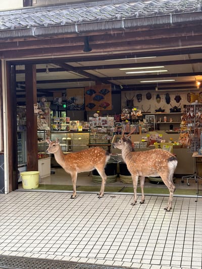 Two Sika deer are positioned on a white tiled sidewalk in front of an open-front retail establishment in Nara, Japan. It is actively raining, with visible streaks of water falling from the sky and dripping from the tiled roof and gutter.
The deer on the left is a lighter brown with prominent white spots and a white underside, facing slightly left towards the shop interior. The deer on the right is a darker brown, possesses small antlers, exhibits white spots on its haunches, and faces right, also observing the shop. Both deer stand calmly.
Above the shop entrance, a dark, wavy-tiled roof with a metal gutter is visible, shedding rainwater. Beneath the roof are dark wooden structural beams. The shop's interior is brightly illuminated by overhead fluorescent lights and spotlights, revealing a diverse array of merchandise on shelves and display racks. Items include packaged goods, plush toys (some deer-themed), and cultural artifacts such as mounted antlers and various masks displayed on the back wall. A print resembling "The Great Wave off Kanagawa" and decorative fans are also visible on the back wall. A "BEER" refrigerator is visible on the far left inside the shop. A yellow plastic bucket is situated on the sidewalk near the left side of the entrance. The sidewalk features white square tiles with dark grout lines, and a metal grate runs along the bottom edge of the frame.