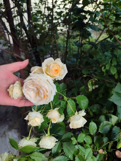A close-up shot shows a hand holding a bouquet of creamy white and pale peach roses. The roses are of varying stages of bloom, with some fully open and others still in bud. The hand is gently cupping the flowers, showcasing their delicate petals. Behind the roses, a backdrop of lush green foliage suggests an outdoor setting. The lighting appears soft, hinting at either early morning or late afternoon. The overall mood is one of natural beauty and gentle appreciation.