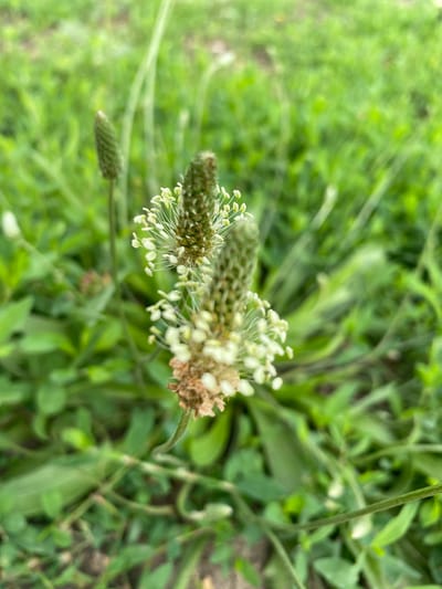 The image depicts a close-up view of a plant with multiple flower spikes, set against a blurred background of green foliage. The primary subject is a plant with elongated, cylindrical flower spikes. The lower portion of the main spike exhibits browning and dried-out flowers, transitioning upwards to clusters of small, white, feathery blooms with visible stamens. Behind this, another flower spike is visible, appearing greener and more tightly packed with developing buds or immature flowers. A third, smaller spike is visible further back and to the left, also appearing green and undeveloped. The surrounding environment consists of lush green leaves and grass, suggesting an outdoor, natural setting. There is no indication of human presence or activity. The image appears to be taken in Kisliakovskaya, Russia, given the context provided.