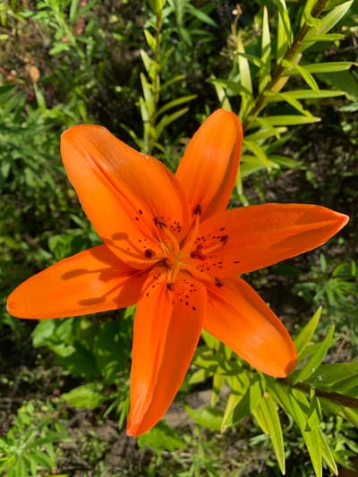 A top-down, close-up shot captures an open, vibrant orange lily in full bloom. The flower's six petals, adorned with dark brown speckles, are unfurled, revealing its stamens and pistil at the center. The lily is set against a backdrop of lush green foliage, with some leaves appearing in sharp focus while others are softly blurred. The sunlight casts subtle shadows on the petals, indicating it's daytime, likely mid-morning or afternoon, with clear weather. The image suggests a garden or natural outdoor setting. No people or text are visible. The scene evokes a feeling of natural beauty and the bloom of summer. The location is identified as Kharkiv, Ukraine.