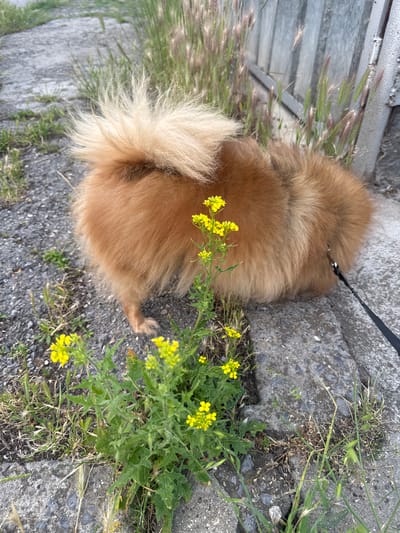 This image captures an outdoor scene in Kostinbrod, Bulgaria, featuring a small, fluffy, orange-brown dog, consistent with a Pomeranian, viewed from behind. The dog is positioned on a grey, coarse-grained concrete surface. Its head is directed downwards and towards the right, out of frame, suggesting it is sniffing or examining something at ground level. A black leash is attached to a harness or collar, extending rearward from the dog's right side and exiting the frame.

In the lower left and central foreground, a cluster of green plants with bright yellow four-petaled flowers, characteristic of a Brassica species, grows from a crevice in the concrete. The surrounding ground is a mix of cracked concrete, dark gravel, and sparse wild grasses, some green and some desiccated.

In the background on the right, a weathered, vertically paneled wooden fence or wall is partially visible, with tall, feathery seed-head grasses growing in front of it. The concrete path continues towards the upper left, showing patches of similar concrete and dry vegetation. No individuals are visible in the frame.