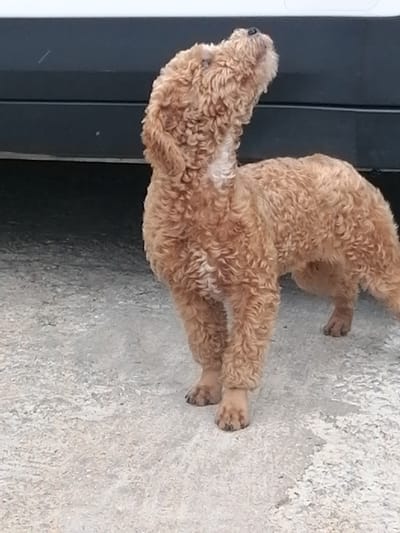 A light brown poodle stands on a grey, textured surface, likely concrete or asphalt. The dog is facing to the left of the frame and looking upwards, with its head tilted back. Its fur is curly and appears somewhat shaggy. Behind the dog is a dark-colored object, possibly the side of a vehicle, with a lighter colored strip running horizontally across it. The background is out of focus, suggesting the dog is the primary subject of the photograph. The scene appears to be outdoors. There are no people visible in the image. The location is identified as Xuân Thành, Vietnam.