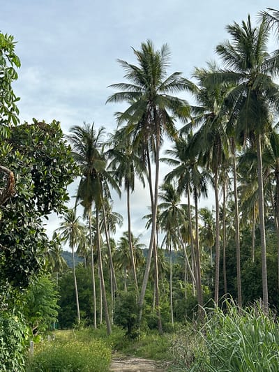 The image depicts a dense grove of tall palm trees, characteristic of a tropical environment. The trees are clustered together, creating a lush canopy that filters the daylight, casting shadows on the ground. The sky above is overcast with a pale, hazy light, suggesting a mild or humid climate. In the foreground, there is a pathway leading into the grove, bordered by various types of vegetation, including tall grasses and leafy plants. The overall scene conveys a sense of natural abundance and tranquility, typical of a rural or coastal area in Southeast Asia. The location is identified as Baan Mae Nam, Thailand, a region known for its tropical climate and abundant palm trees.