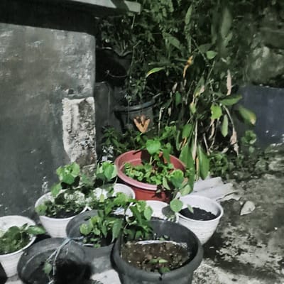 This image depicts an outdoor scene in Depok, Indonesia, likely at dusk or night, given the low light conditions. The primary subjects are several potted plants, varying in size and type, arranged on a concrete surface. The plants appear to be in different stages of growth, with some showing lush green foliage and others more sparse.

The setting is somewhat rustic, with a rough, textured concrete wall visible on the left side of the frame. The ground also appears to be concrete, with some debris or water marks. Behind the potted plants, there is dense greenery, suggesting a garden or a natural overgrown area. One notable detail is a butterfly with brown wings, perched on a stem among the plants in the background.

There are no people visible in the image. The overall activity is passive – the plants are simply growing and existing in their containers. The atmosphere is quiet and still, with the dim lighting creating a slightly mysterious or tranquil mood. There is no visible text in the image. The scene is likely a small backyard or a balcony area where plants are being cultivated.