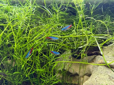 The image shows an aquarium with several neon tetras swimming amongst dense green aquatic plants. The fish have distinctive iridescent blue stripes and red tails. The aquarium also contains rocks, which are visible in the background and appear to be partially covered by the plants. The lighting suggests an indoor environment, typical of an aquarium setup. There are no people or discernible elements that would indicate a specific location in Busmantsi, Bulgaria.