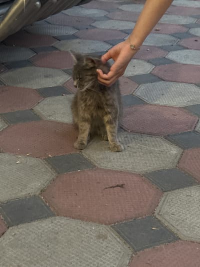 In this media file, a person's arm and hand are visible, gently petting a grey tabby cat that is lying on a patterned pavement. The cat is positioned centrally in the frame, with its body stretched out. The pavement is composed of hexagonal and diamond-shaped tiles in shades of grey, pink, and darker grey. The person's arm is adorned with a thin bracelet with a small, square charm. The scene appears to be outdoors, likely during the day, given the natural lighting. There are no visible text elements in the image. The overall impression is one of peaceful interaction between a human and an animal in an urban or semi-urban setting, possibly in Bohunove, Ukraine, based on the provided location context.