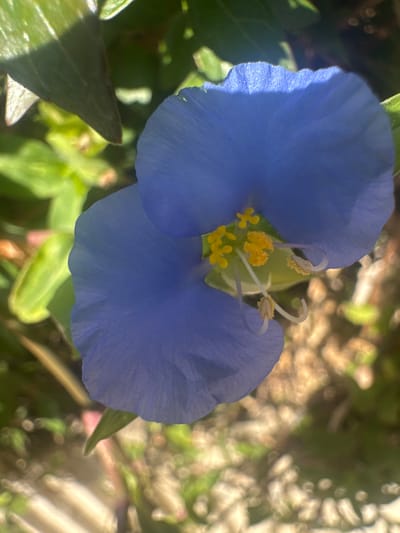 A close-up, top-down shot of a vibrant blue flower with yellow stamens is captured in an outdoor setting. The flower has three petals, two of which are clearly visible and are a deep, rich blue with a slightly ruffled edge. The stamens are bright yellow and are clustered in the center of the flower. The background is a blur of green foliage and brown earth, suggesting a garden or natural environment. The lighting is bright, with shadows cast by unseen leaves, indicating a sunny day. The image is likely taken in Netanya, Israel, given the context.