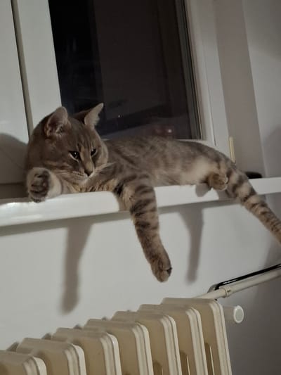 A tabby cat is hanging upside down from a white door frame. Its head is facing downwards, and its paws are clutching the frame. Its tail and one leg are extended upwards. A window with a dark, reflective surface is visible behind the cat. A radiator is seen to the right of the cat. This photograph was likely taken indoors. While the city of Novi Sad, Serbia may be the location, this detail is not evident from the image alone.