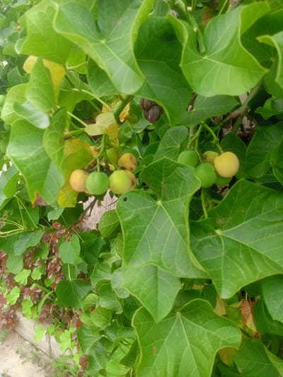 A close-up, downward-angled shot captures a vibrant green plant in an outdoor setting, likely in Gwarinpa, Nigeria. The dominant subject is a plant with large, lush green leaves, characterized by prominent venation and somewhat lobed or heart-shaped forms. Clustered among these leaves are several small, round fruits, appearing on the branches. These fruits exhibit a variety of colors, with some being a bright green and others displaying a yellowish to light brown hue, indicating different stages of maturity.
In the background, beyond the main foliage, additional plants with smaller, darker green leaves and some with reddish-brown leaves are visible, adding textural and color diversity to the scene. Towards the bottom left of the frame, a concrete curb or low wall is present, suggesting an edge or boundary within the landscape. The lighting in the image is natural and bright, indicating it is daytime. There are no people or animals, and no specific activity is depicted. No text is visible anywhere in the image.