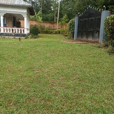 A residential property in Mahiakalo ward, Kenya, is depicted under an overcast sky. A large, manicured green lawn occupies the foreground and mid-ground. To the left, a single-story house with a light grey tiled roof, white veranda pillars, and a white balustrade is visible. A brown chicken stands on the grass in front of the house's veranda. To the right, a dark-colored metal gate, adorned with pointed finials, stands closed between two grey concrete pillars. A reddish-brown brick wall is visible in the background, extending behind the house. Dense green trees and foliage line the perimeter of the property and form the distant background.