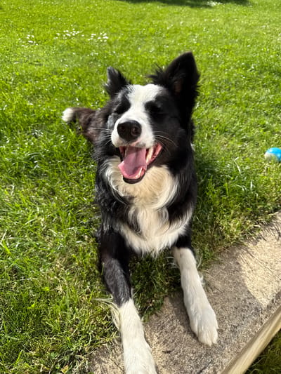 A black and white Border Collie lies on its back in a grassy area on a sunny day. The dog's mouth is open in what appears to be a smile or pant, exposing its teeth and tongue. Its paws are outstretched. The scene includes green grass, a concrete border, and a blue ball in the background. The location is not identifiable as Berkovitsa, Bulgaria based on the image alone.